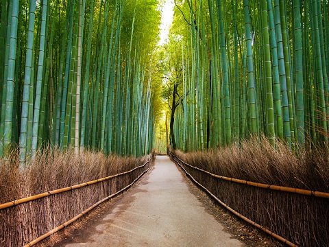 arvores - bamboo groves - shutterstock