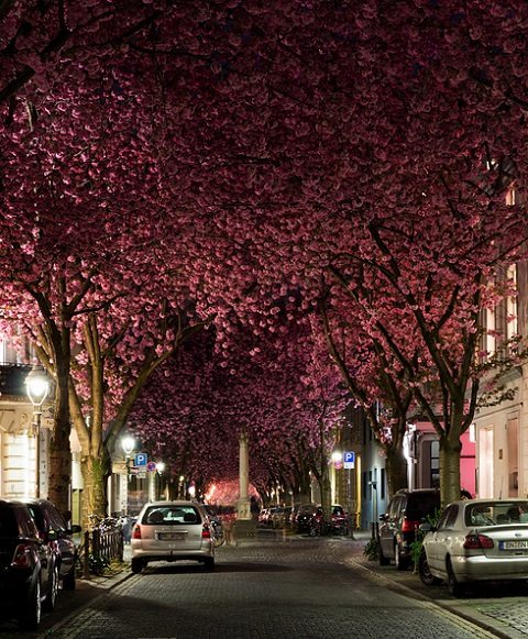 arvores - cherry blossom avenue - flickr mjohn2101