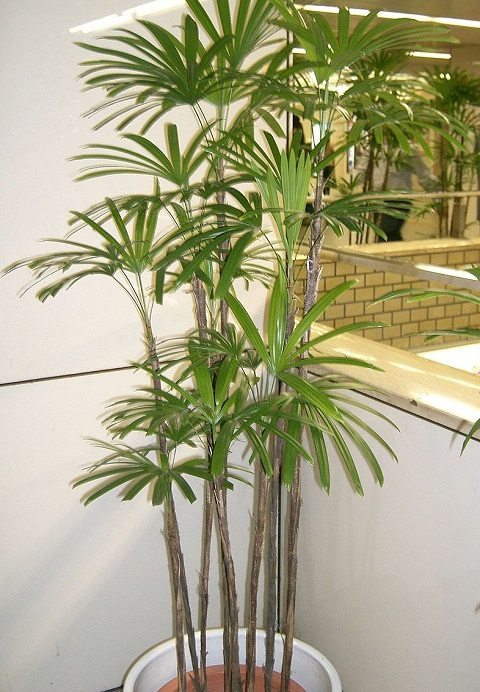 plantas no quarto - palmeira dama