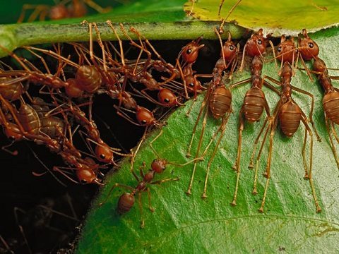 animais construtores - weaver ants - national geographic