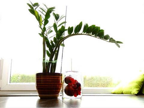 plantas para ambientes internos